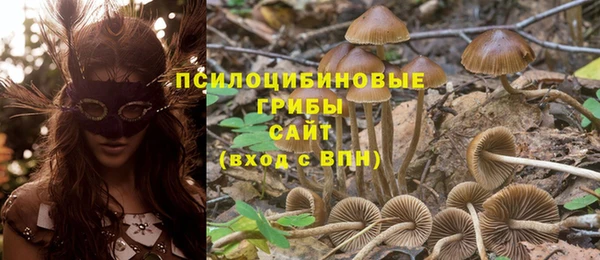 прущие грибы Абаза
